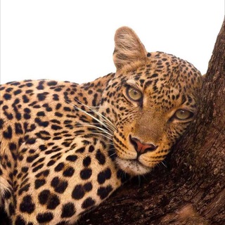 Логотип @musiczarinaarsenovna - Music ZarArs