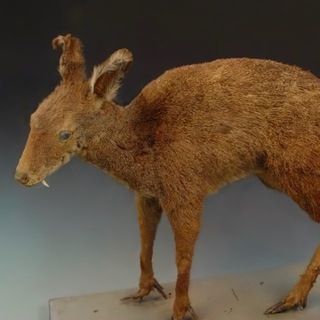 Логотип @muskowhite - мускусный москвич