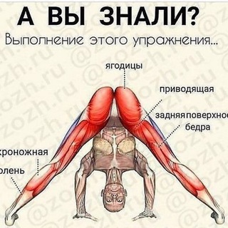 Логотип @muslina_v_golove - мыслишки интроверта