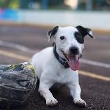 Логотип @muttjess - .