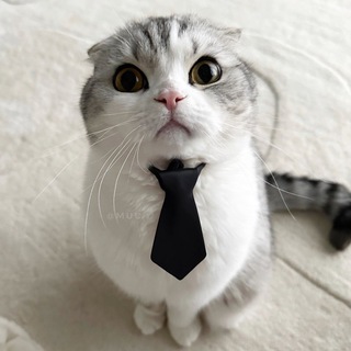 Логотип @muu_daybyday - Muu or Myy?