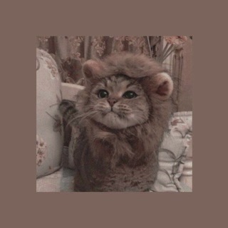 Логотип @muuuurkaaa - 🐱