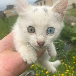 Логотип @muvahidddd - Muvahhid