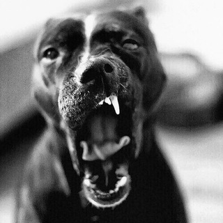 Логотип @muzicaldom - 🔥𝓜𝓾𝓼𝓲𝓒𝓪𝓵𝓓𝓸𝓜🔥