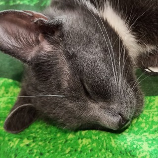 Логотип @muzika_akrobita - Музыкальня акробитика