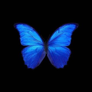 Логотип @muzyka20255 - | Лучшая музыка🦋 | Музыка 2025