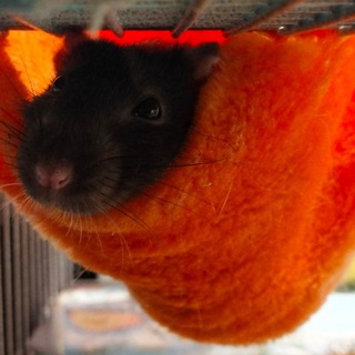 Логотип @my2rats - ˙⊹° 𝒍𝒖𝒄𝒌𝒚.𝒛𝒘𝒆𝒓𝒈♡̷