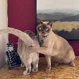 Логотип @my_exclusive_memes - Мемулечки