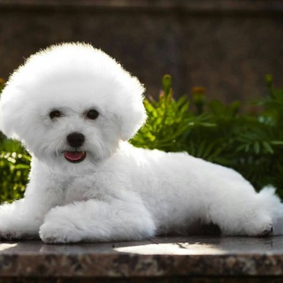 Логотип @my_fazenda - Бишон Фризе