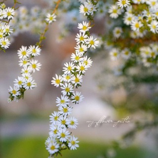 Логотип @my_flower_patio - my_flower_patio