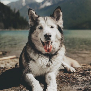 Логотип @my_good_pics - Картиночки
