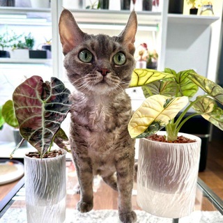 Логотип @my_greenroom - Green room. Пикси, Зои и зеленая комната🌱🐈‍⬛🐈‍⬛