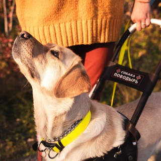 Логотип @my_guidedog - my_guidedog