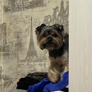 Логотип @my_happydog - Моя счастливая собака. My happy dog