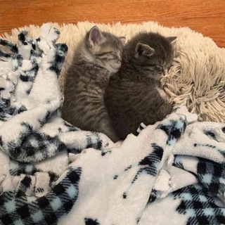 Логотип @my_kittyss - Это мы? 🥺