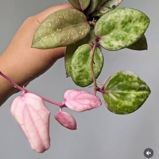 Логотип @my_little_jungle - 💛Мои маленькие ДЖУНГЛИ💛