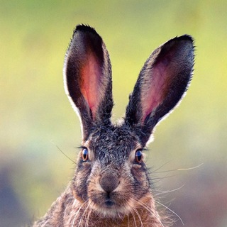 Логотип @my_mriya - Дикая природа Крыма. My-Mriya. 🐇