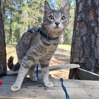 Логотип @my_mysya - Домашние питомцы😻