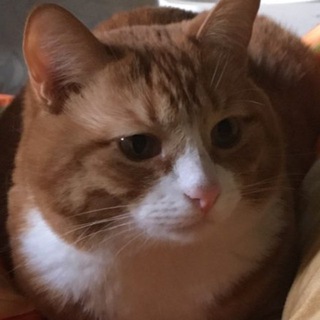 Логотип @myagkyui - Kris & memes