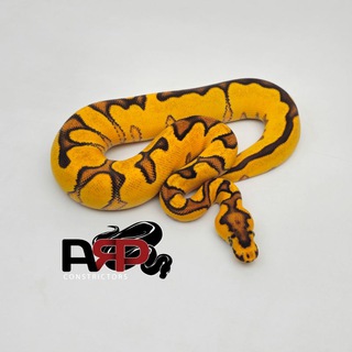 Логотип @myballpython - ARP's Channel