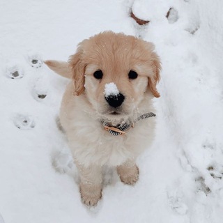 Логотип @mybelovedjakey - golden retriever ! 재윤