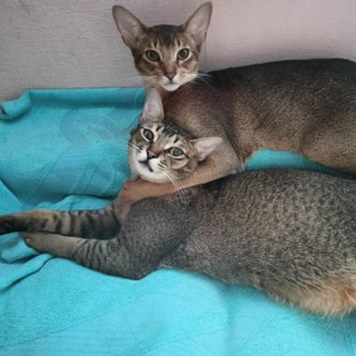 Логотип @mycatsbasyaandlars - Бася и Ларс