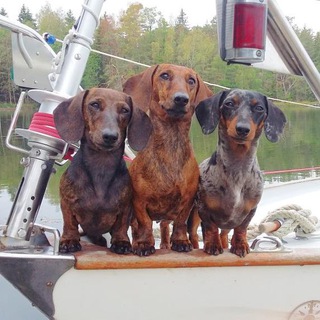 Логотип @mydachshunds - Мои любимые таксы