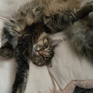 Логотип @mydaddycthulhu - MyDaddyCthulhu