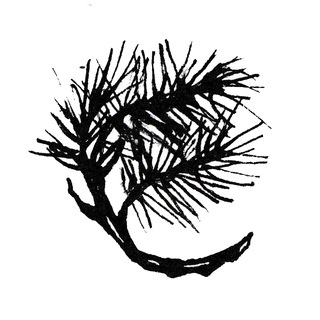 Логотип @mydarkforest - Мой хвойный лес