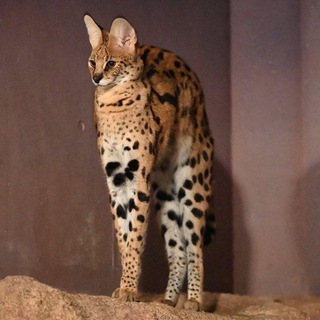 Логотип @myfavouritememes - Мои любимые приколы