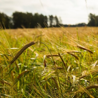 Логотип @myfov - Поле зрения