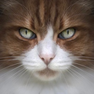 Логотип @mylittlemeow - Мяу