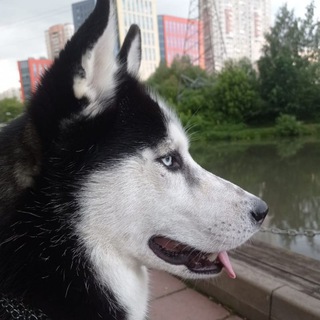 Логотип @mylove_dog44 - Зоопсихология, или как понять своего питомца