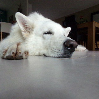 Логотип @mylovelydogy - Просто о Собаках