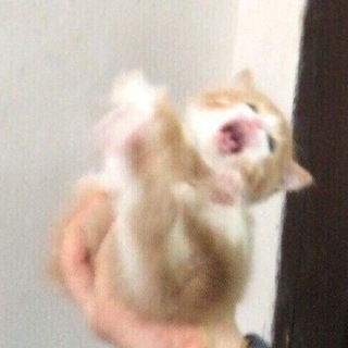 Логотип @mylovelylols - мои любимые смешнявки