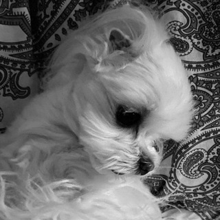 Логотип @mylovemaltese - Litlemalteselili🤍