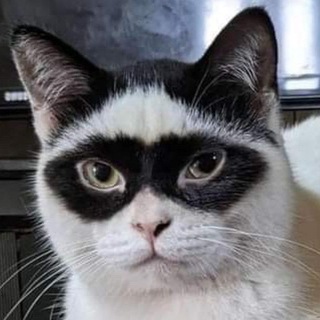 Логотип @mymp4dump - Санкционочка