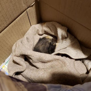 Логотип @mynewkitteh - kitteh the chat