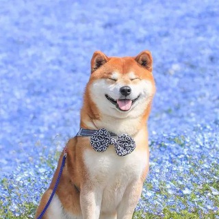 Логотип @mypals - Pals