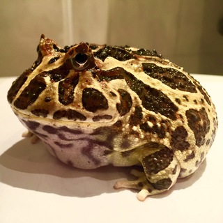 Логотип @mypokvakali - Мы поквакали