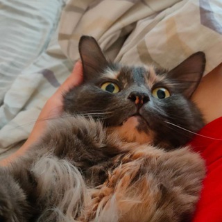 Логотип @myrlku - Мурлыки