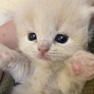 Логотип @mysafeplace632 - ✨Котики✨