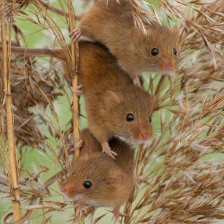 Логотип @myshkamysh - Мышь и камыш