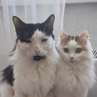 Логотип @myshkincat - Их сиятельство князь Мышкин и мамзель Ириска