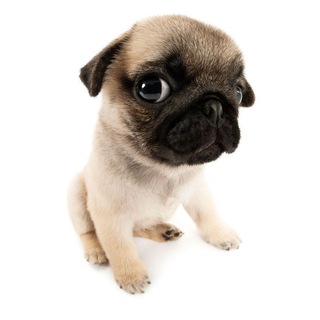 Логотип @mysiy - МОСЯ-ЖОСЯ(юмор)