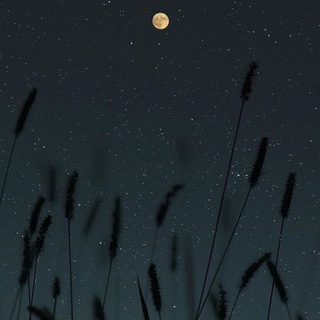 Логотип @myslinachinay - мысли начинающего блогера