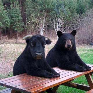Логотип @mytradingclubcart - My trading club Chat