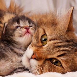 Логотип @myukot - Кошечки-котята мур🐈‍⬛