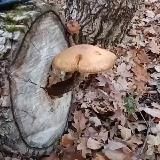 Логотип @myxomor_kydesnik - 🍄🌾☘️Мухомор&Кудесник🌼🌻🏵