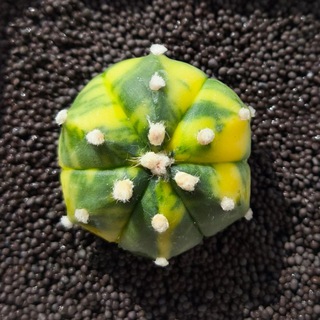 Логотип @n_and_nature - N&Nature: кактусы, суккуленты, природа и растения